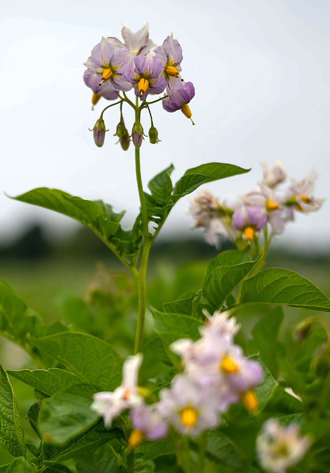 Kartoffelblüte 3-1.jpg