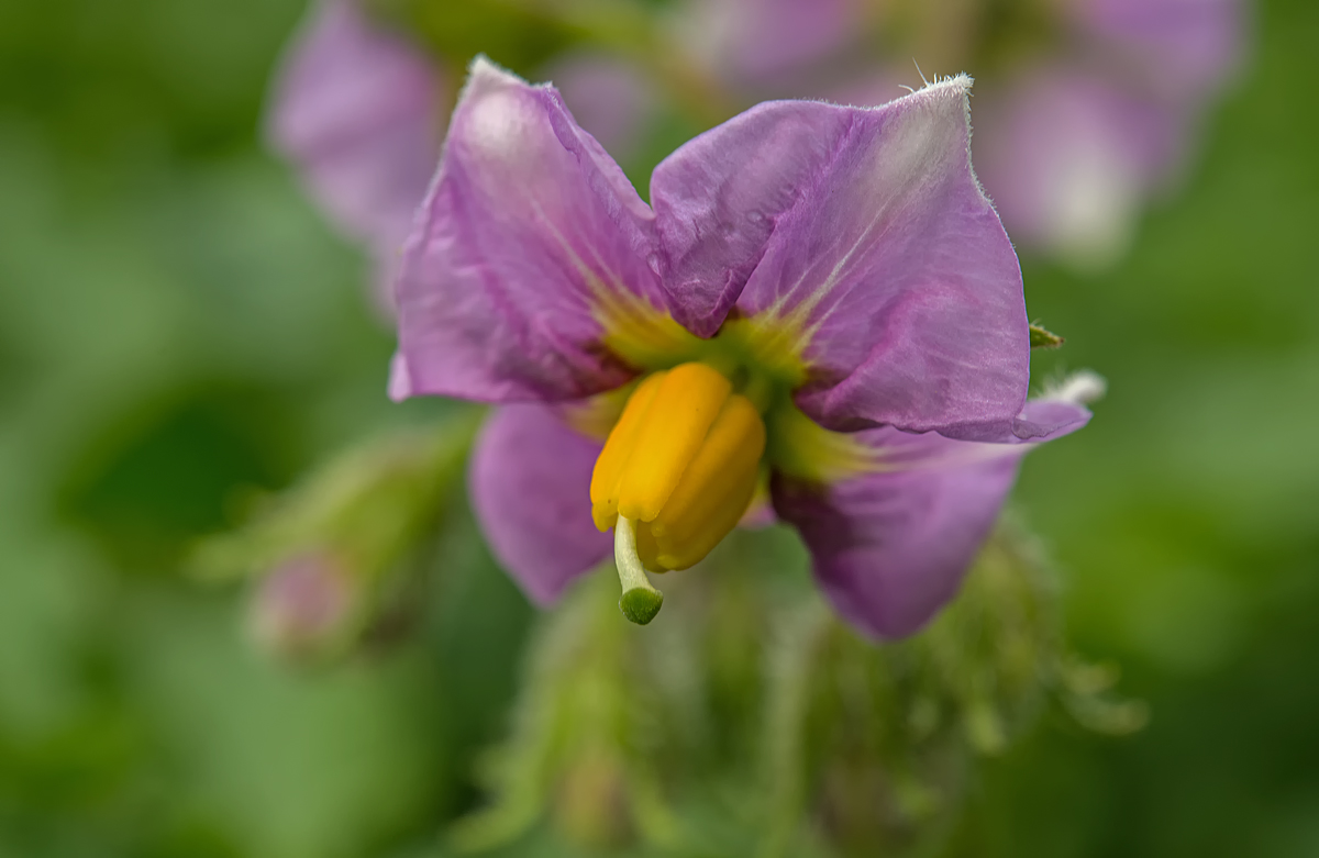 Kartoffelblüte.jpg