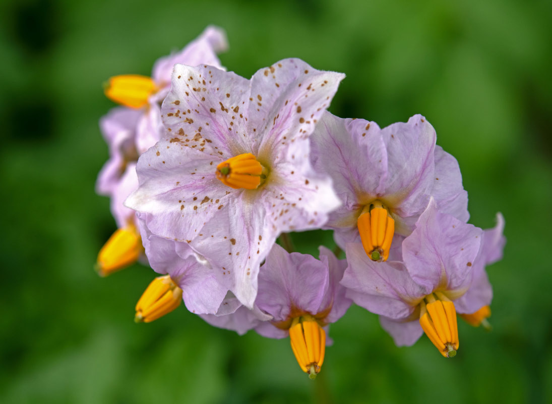 Kartoffelblüte.jpg