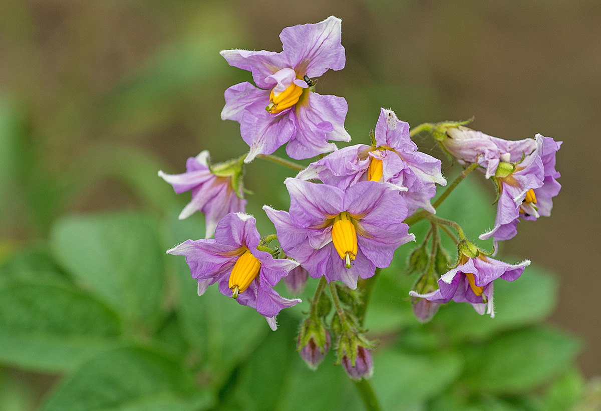 Kartoffelblüte