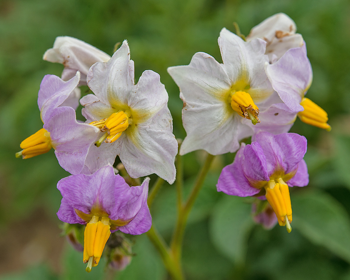 Kartoffelblüte