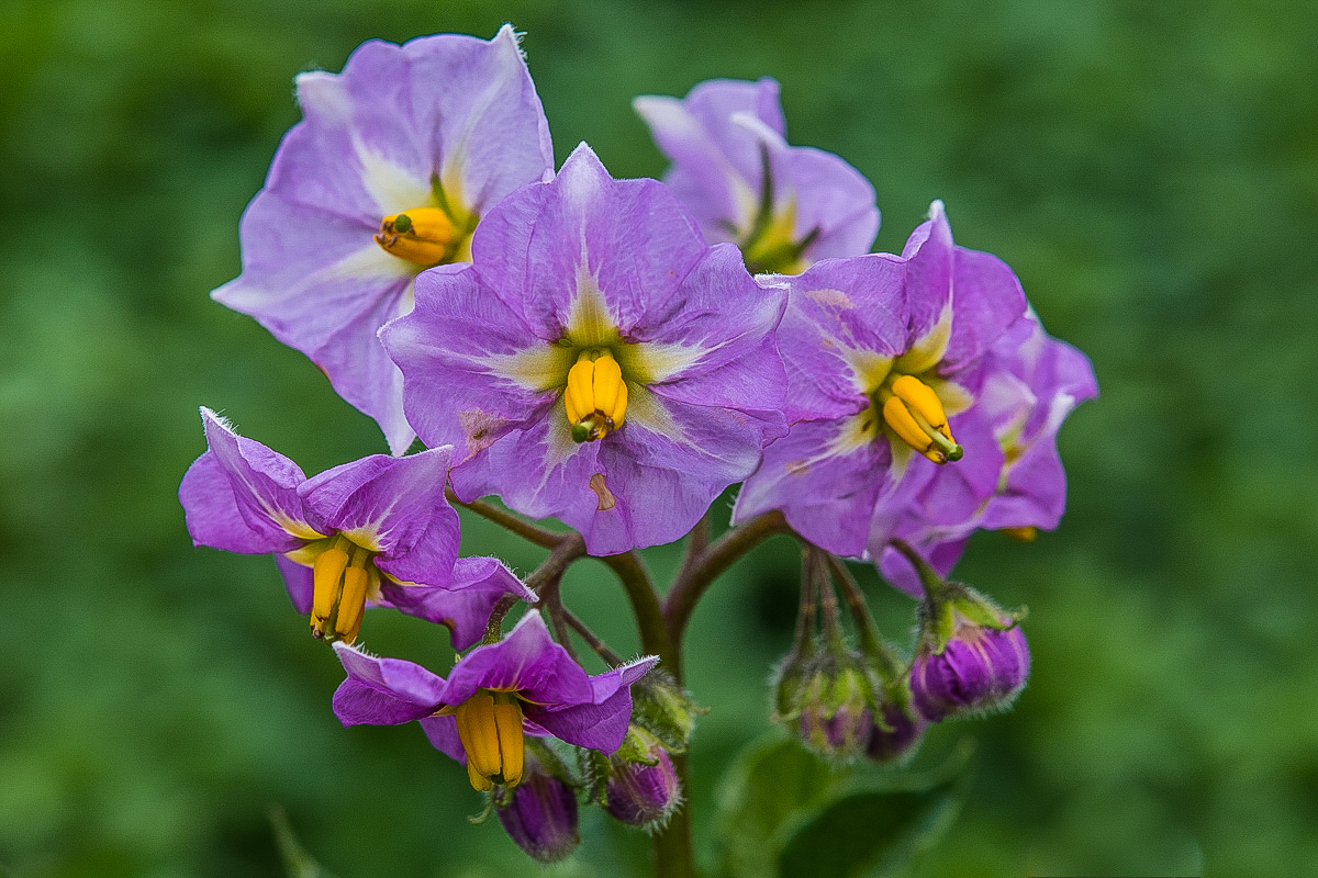 Kartoffelblüten (1 von 1).JPG