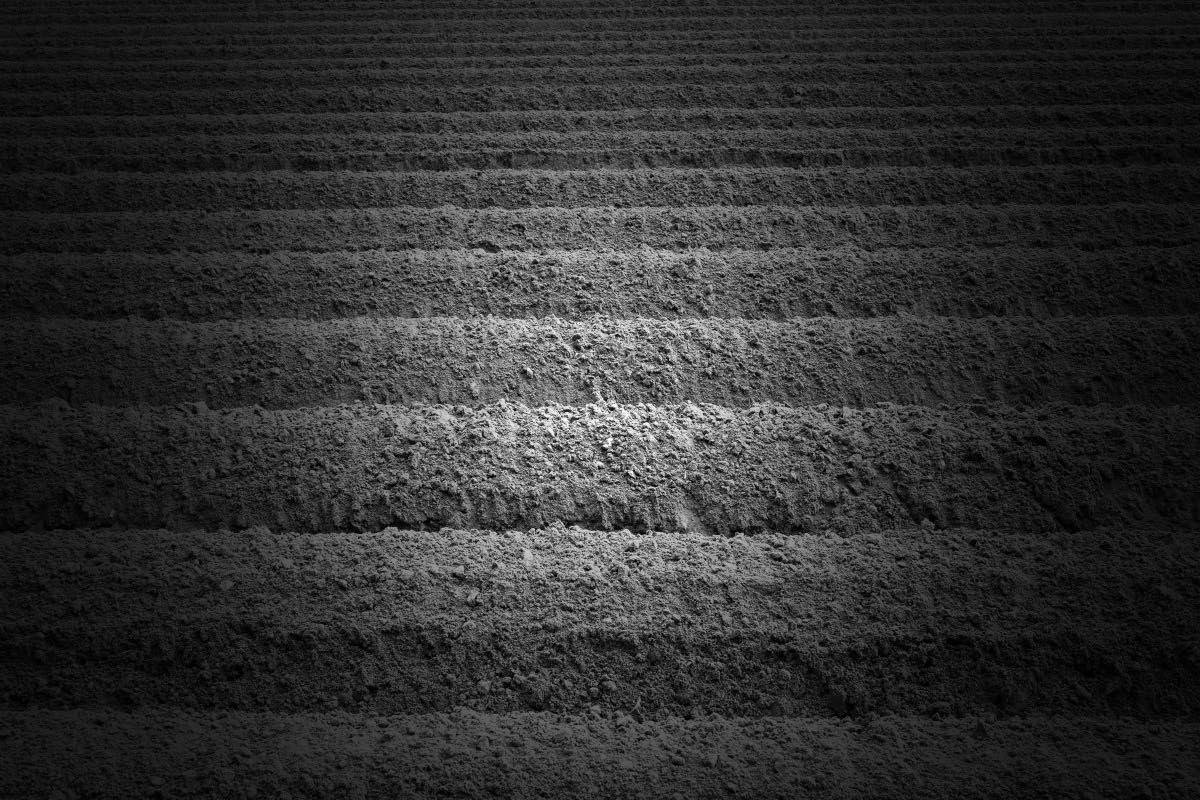 Kartoffeldämme BW 1.jpg