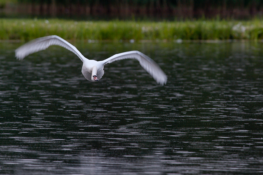 Kastenweiher ABI 2259 08. Juni 2009 040