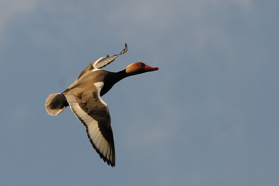 Kastenweiher Ente01