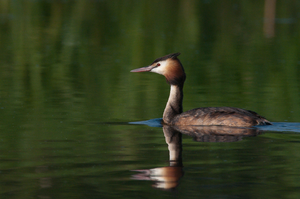 Kastenweiher  HME 8151 02. August 2009 008