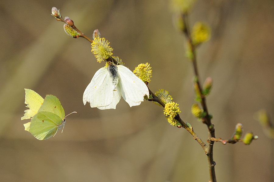 Kastenweiher Schmetterlinge01