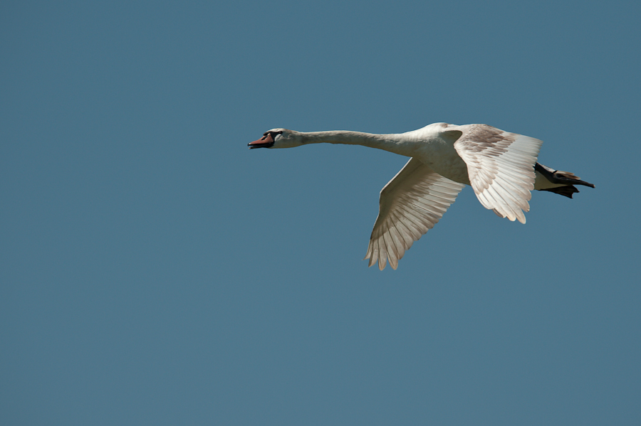 Kastenweiher Schwan  ABI 2445 13. Juni 2009 001