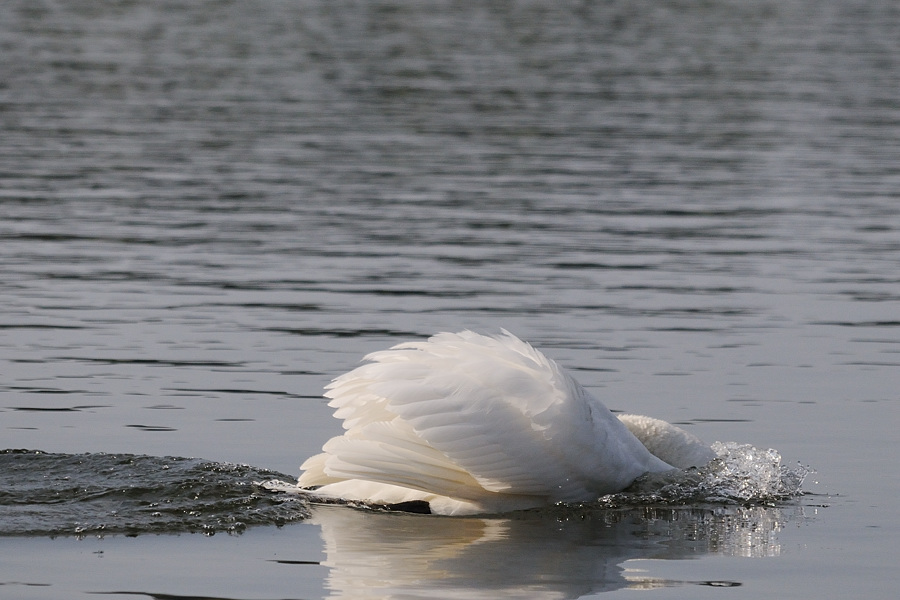 Kastenweiher Schwan03