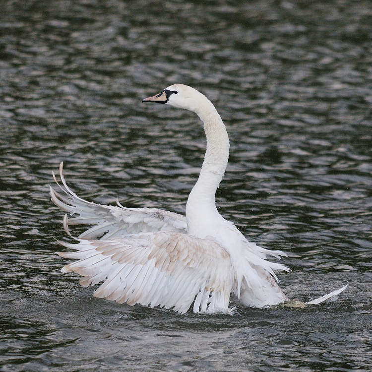 Kastenweiher Schwan10