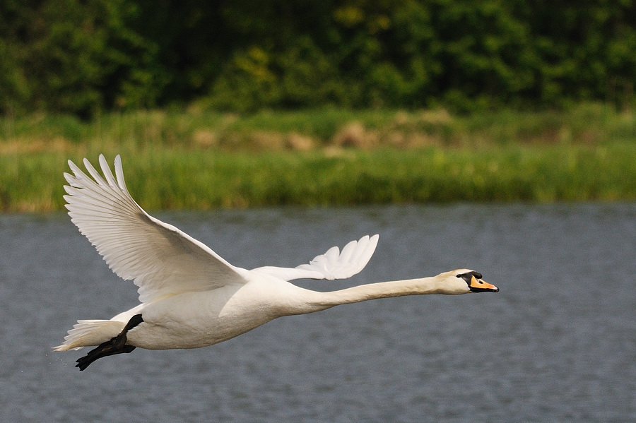 Kastenweiher Schwan11