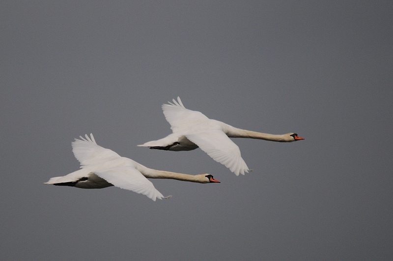 Kastenweiher Schwan14