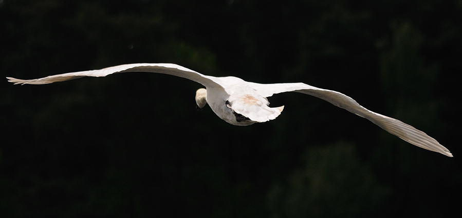 Kastenweiher Schwan17a