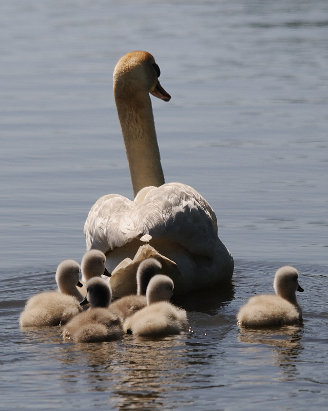 Kastenweiher Schwanenkueken10