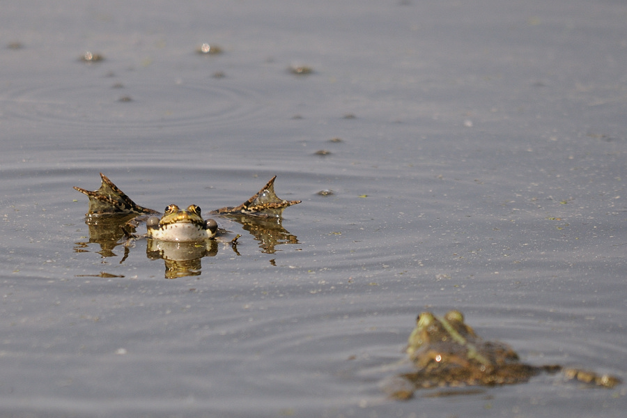 Kastenweiher05.09 Frosch01