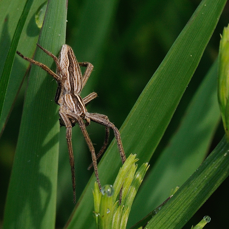 Kastenweiher05.09 
Listspinne