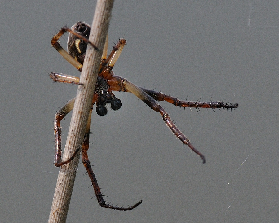 Kastenweiher05.09 Spinne03