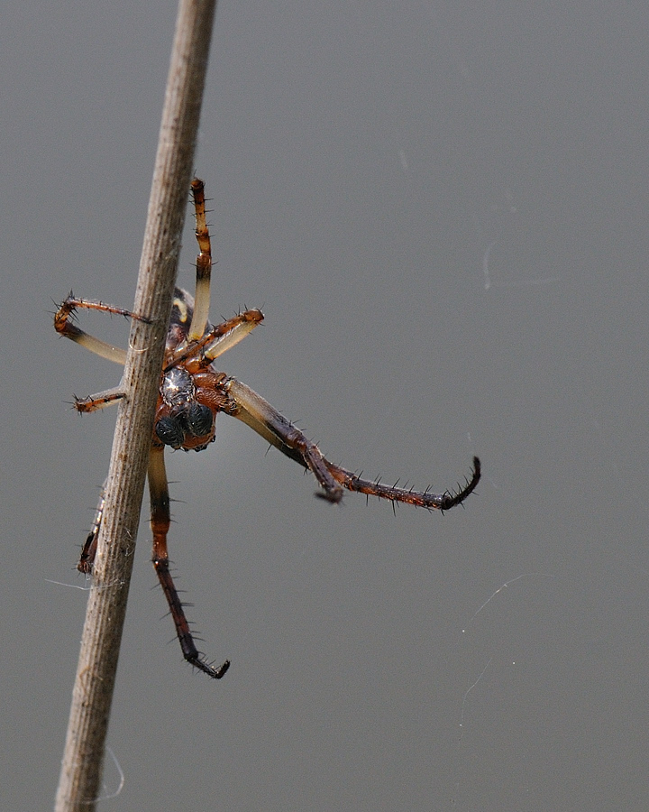 Kastenweiher05.09 Spinne04