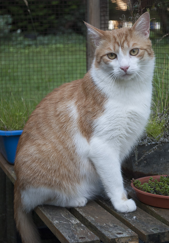 Kater 2