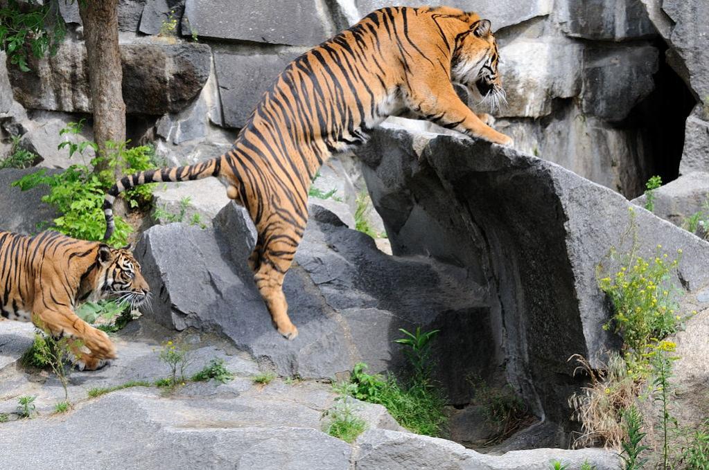 Kater auf der Flucht