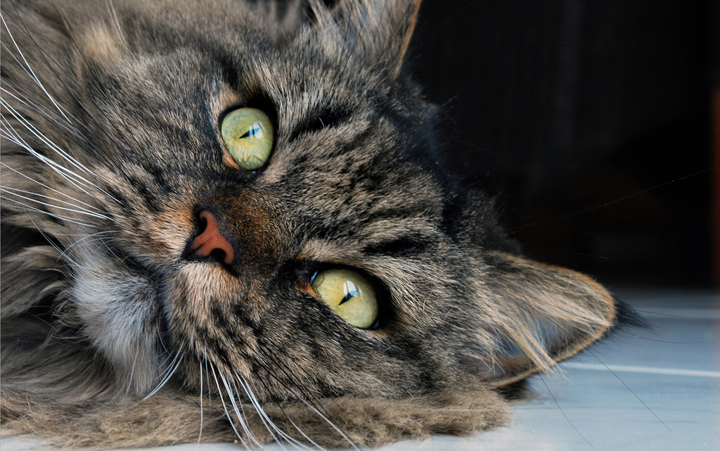 Kater Gwyneth alias der Bär