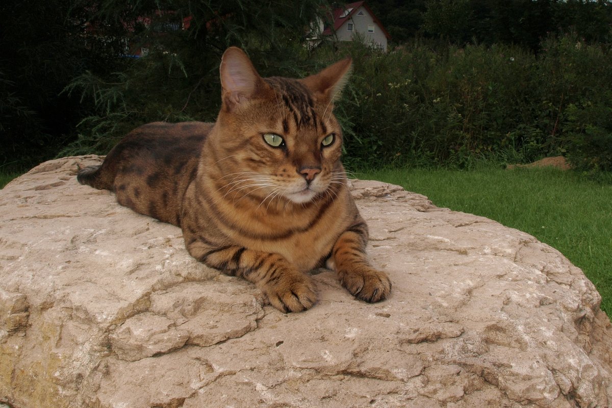 Kater Leo