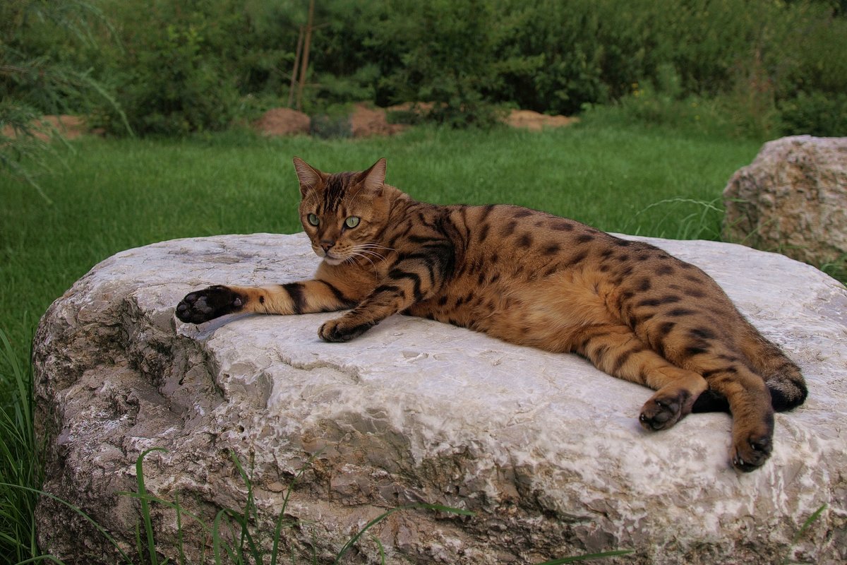 Kater Leo