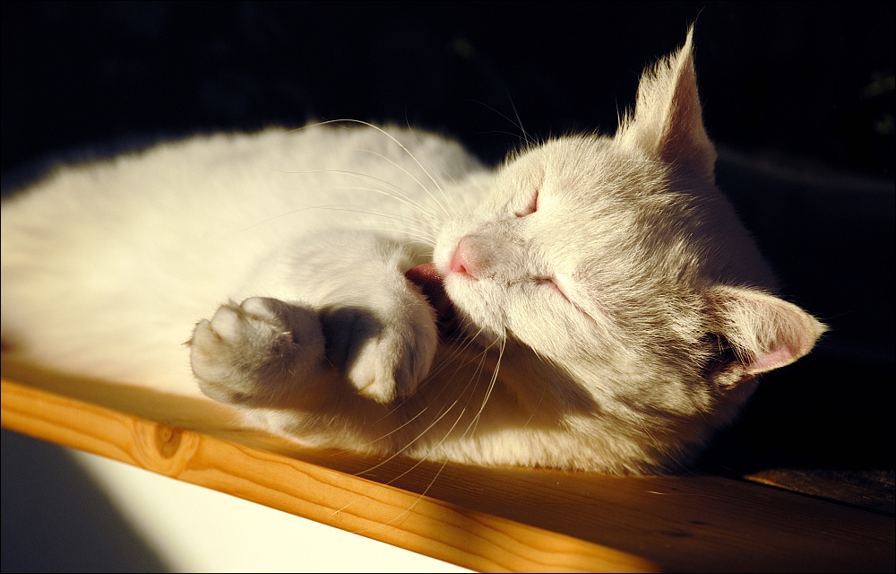 Kater, Ostseeurlaub 2010