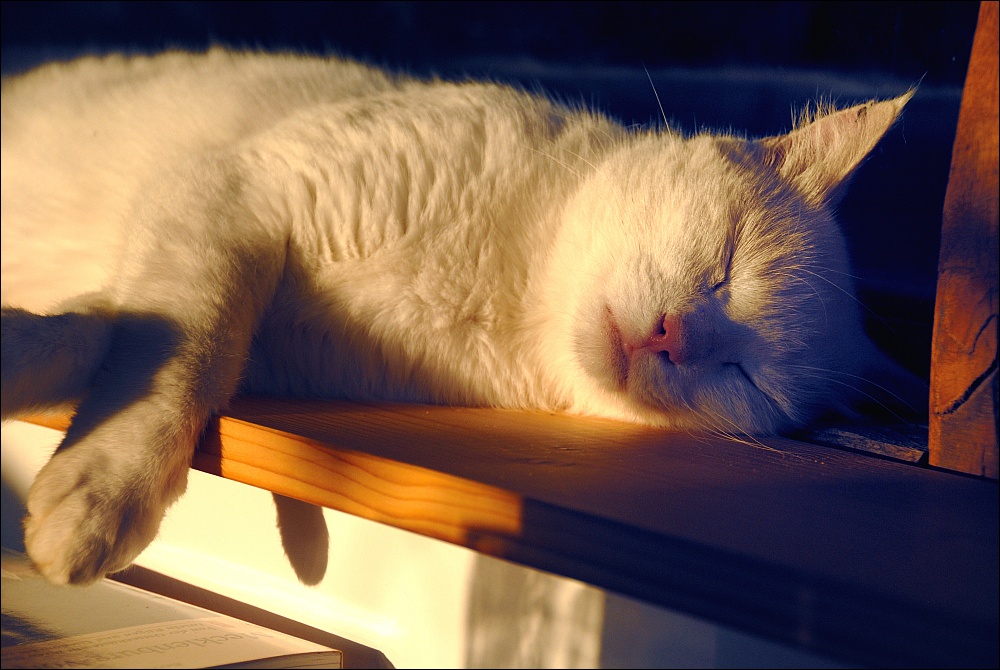 Kater, Ostseeurlaub 2010