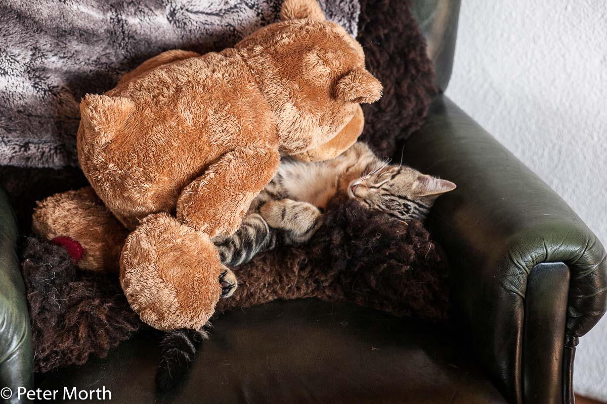Kater Pablo mit Braunbär 9295