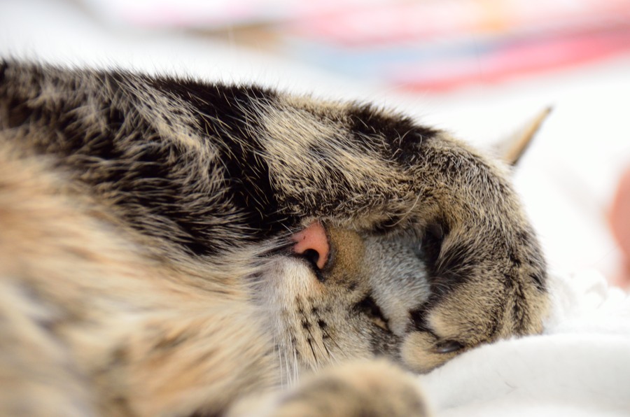 Kater Rocky