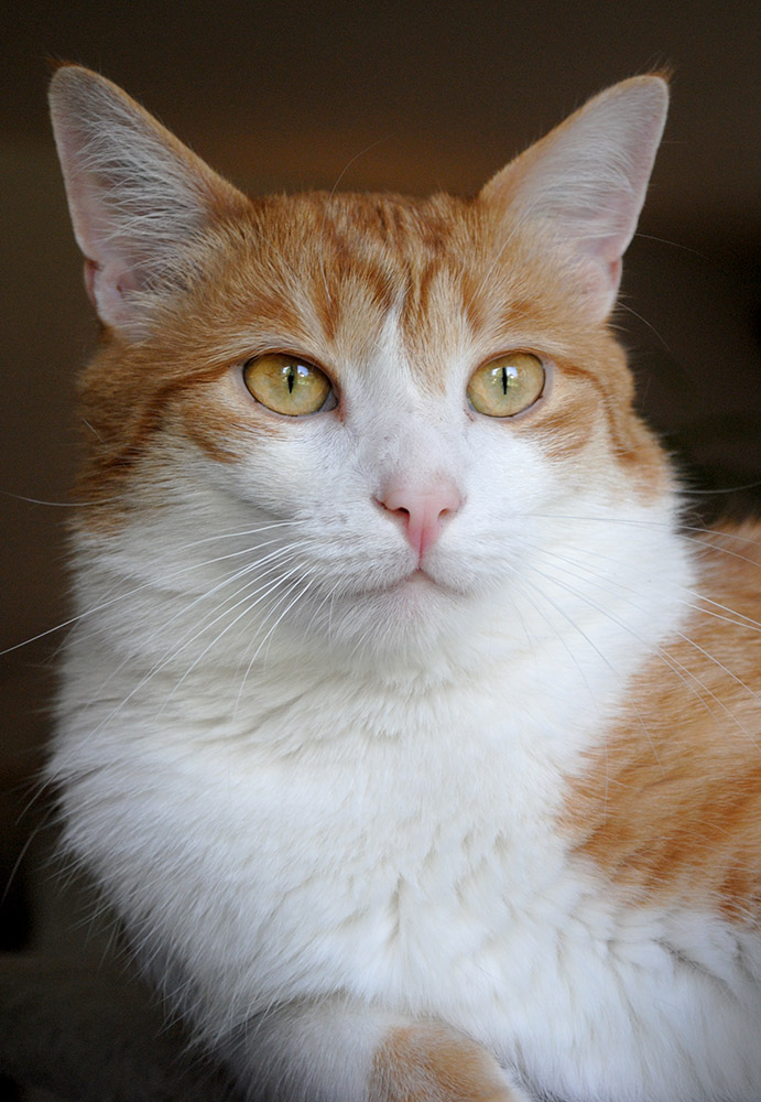 kater t 2
