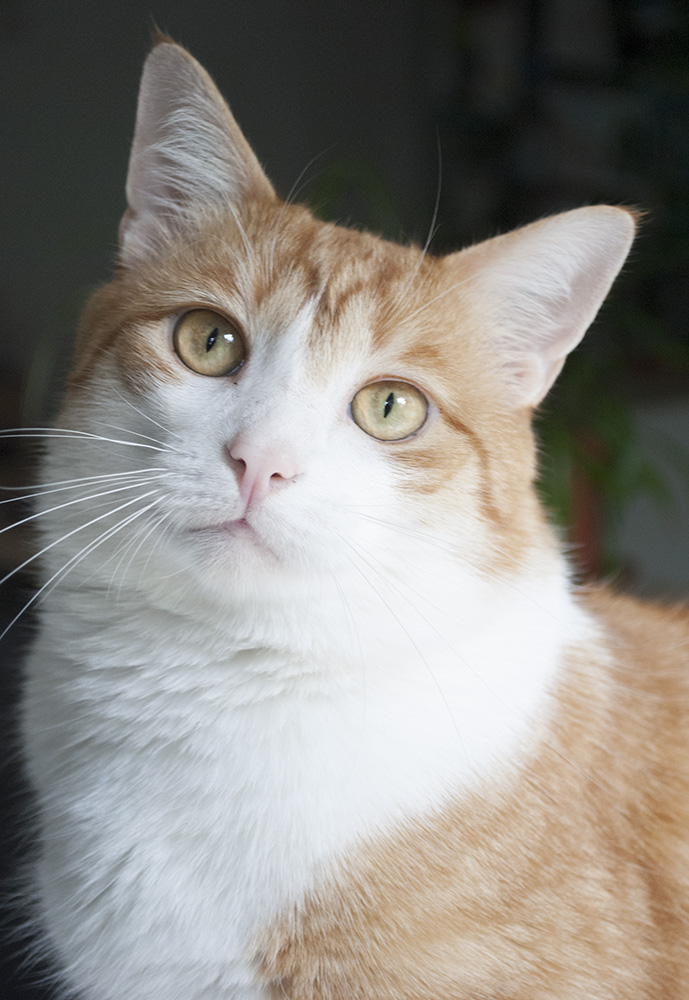 kater t 3
