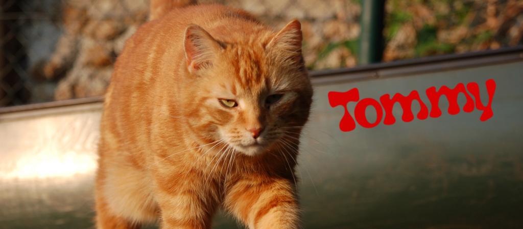 Kater Tommy