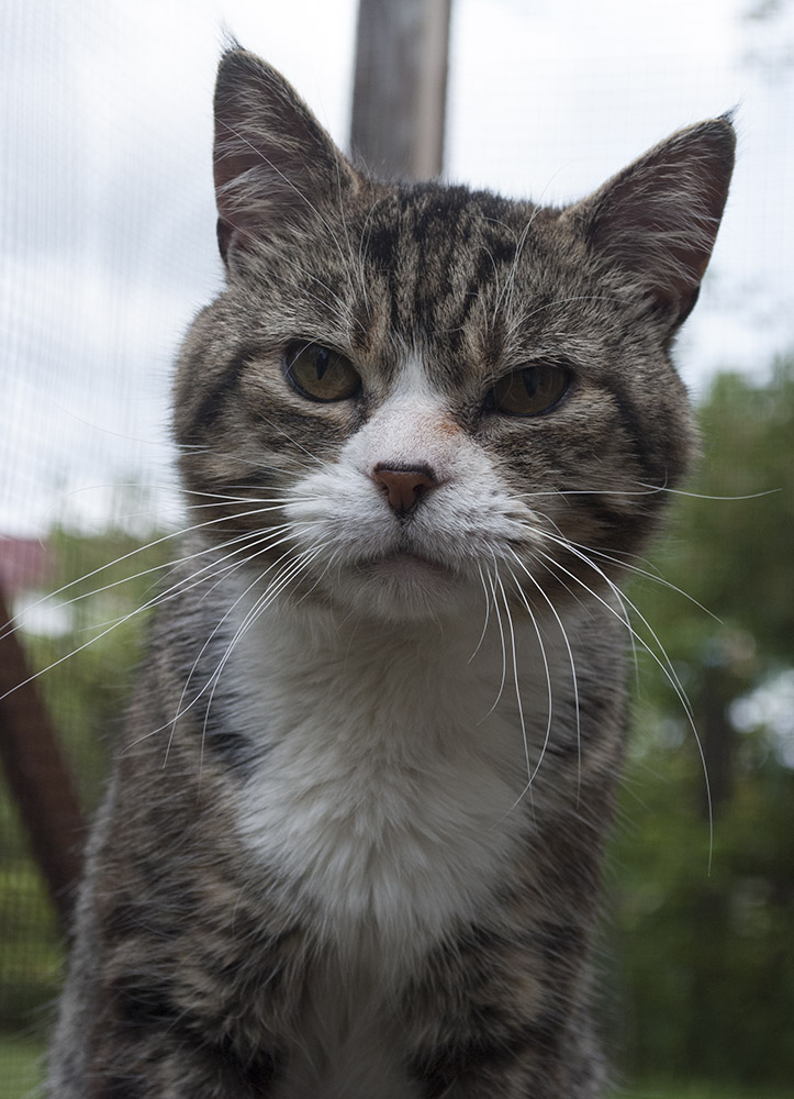 Kater