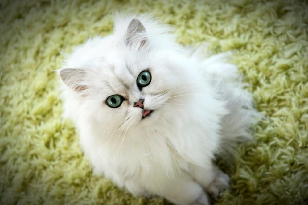 Katerchen