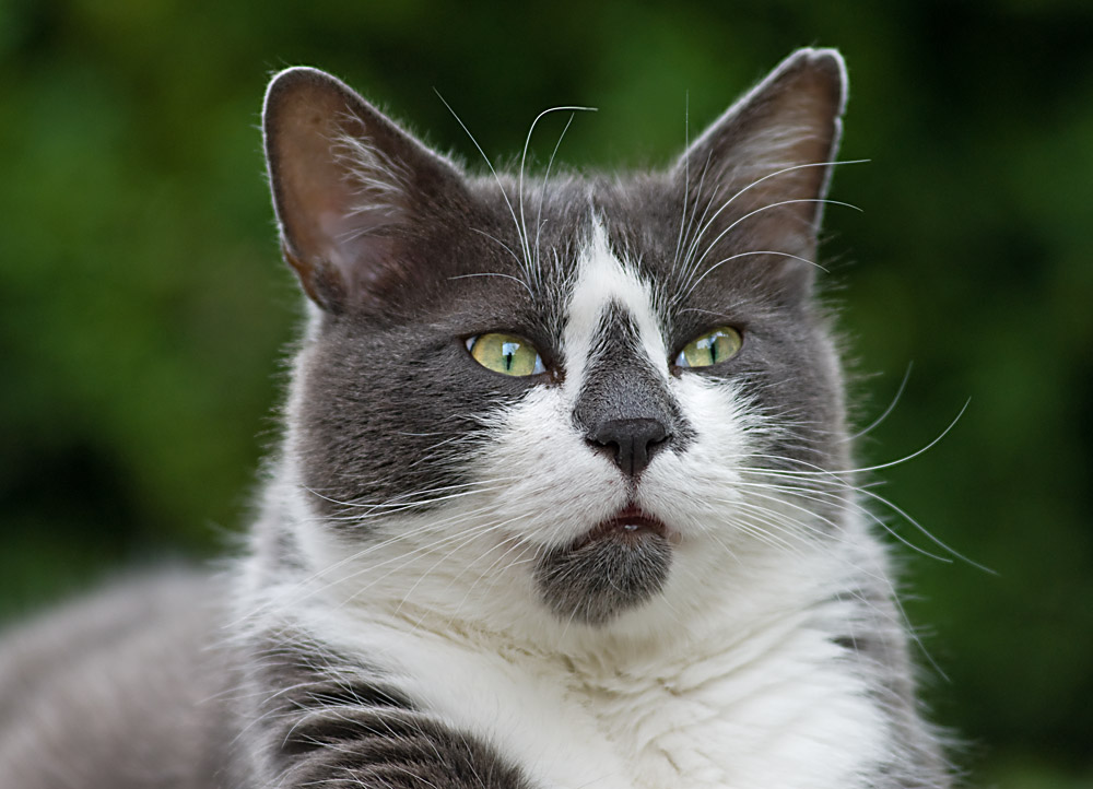 Katerportrait 2,8/80-200