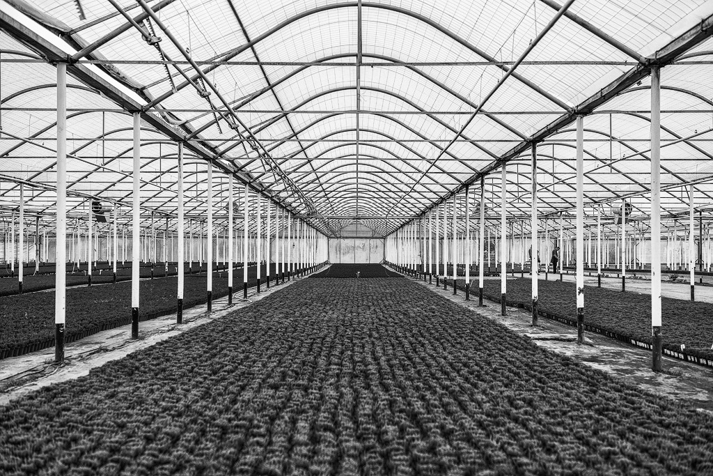 Kathetrale des Salates
Knoblauchland
Nürnberg