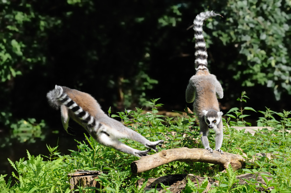 Katta (Maki)
Tierpark Berlin Friedrichsfelde