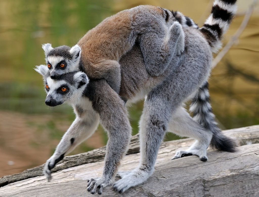 Katta