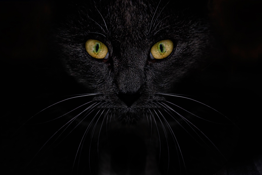 katz schwarz