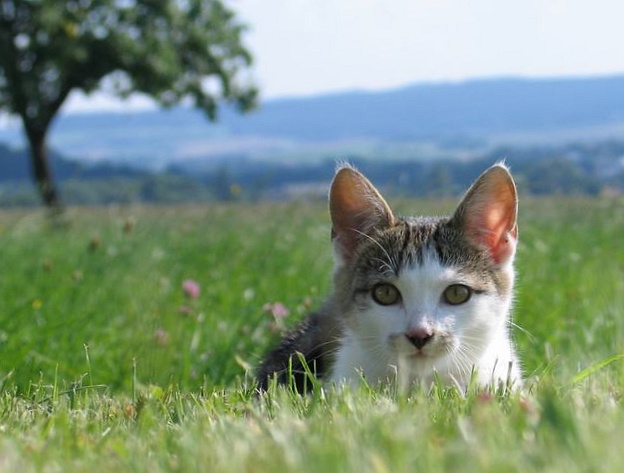 katz