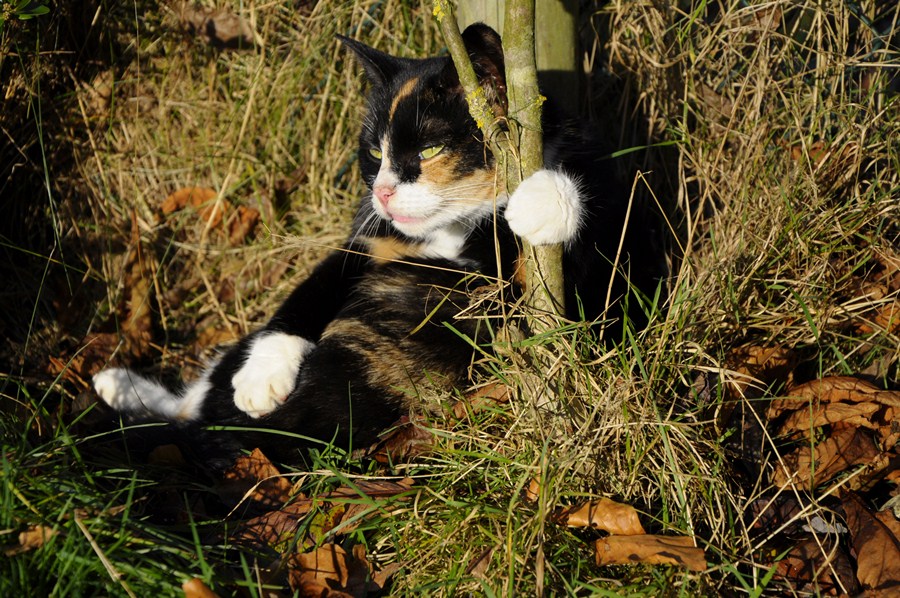 Katze(1)
