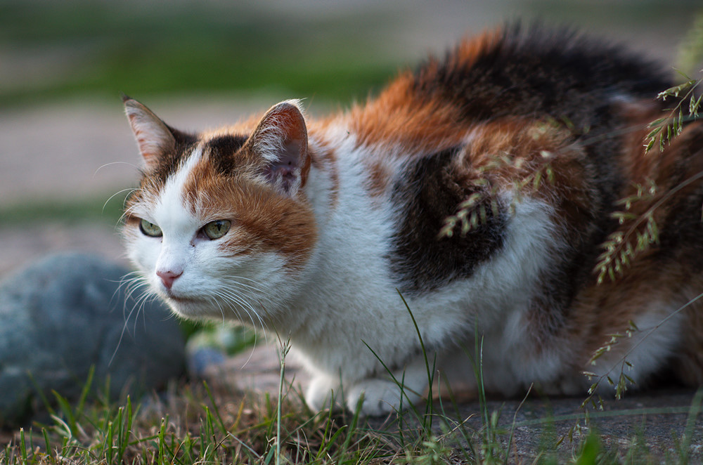 Katze (105 f/2.5)