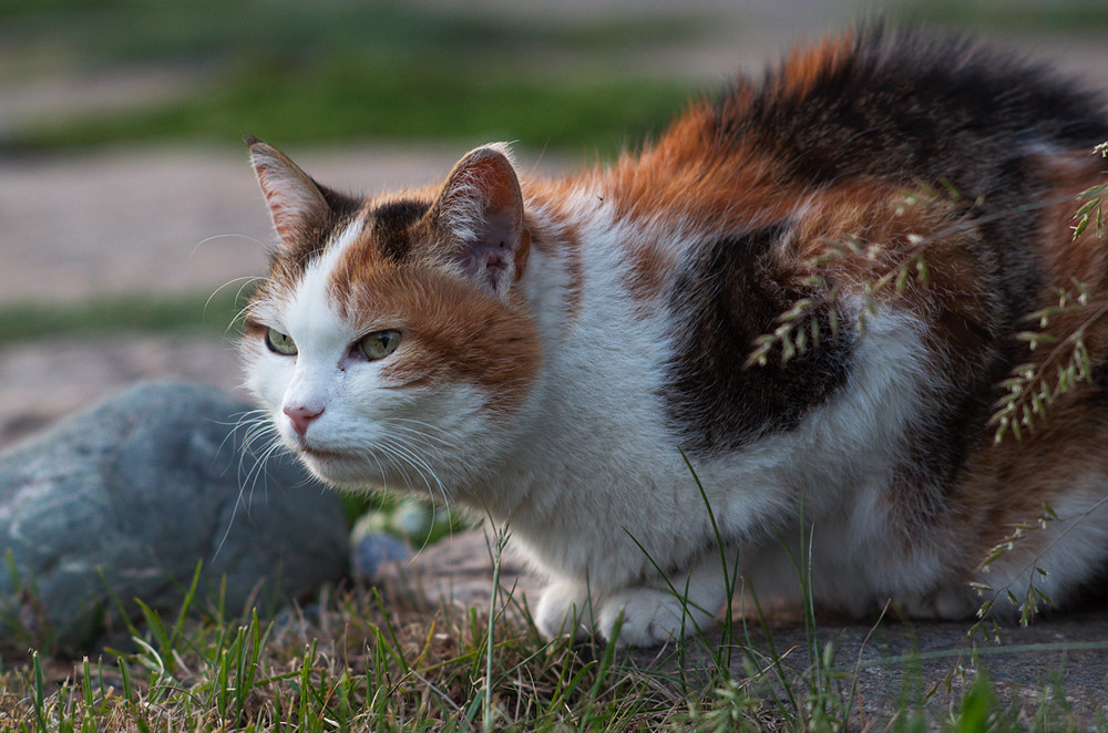 Katze (105 f/4)
