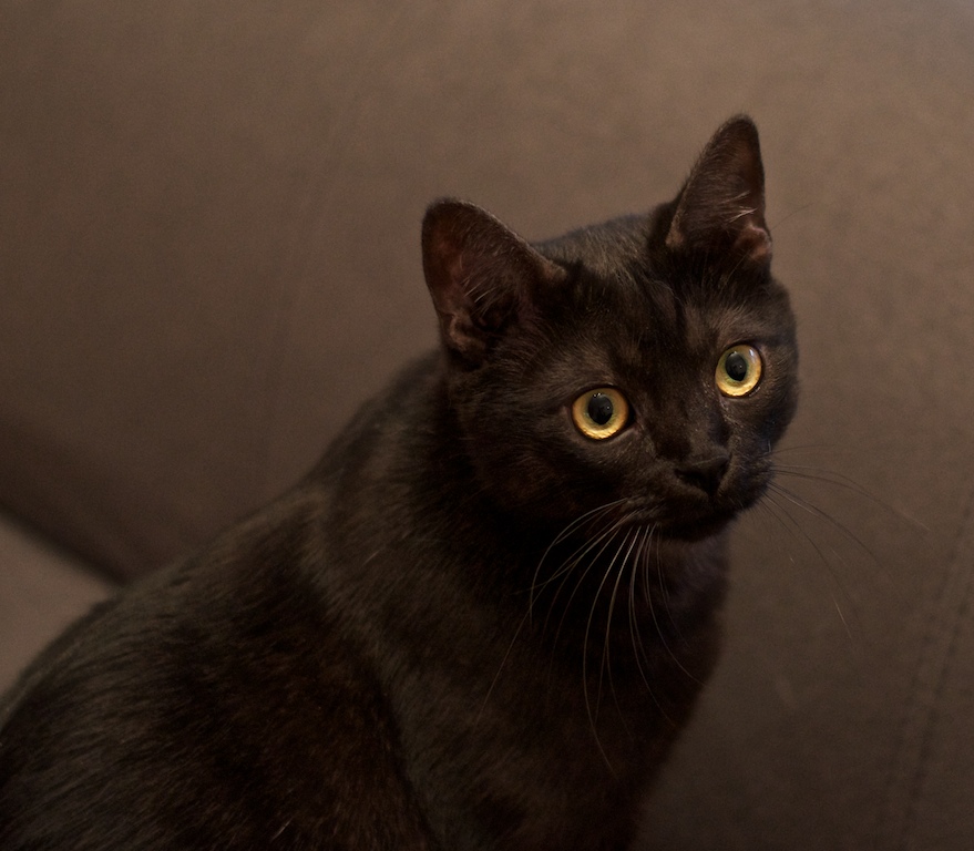 Katze #2