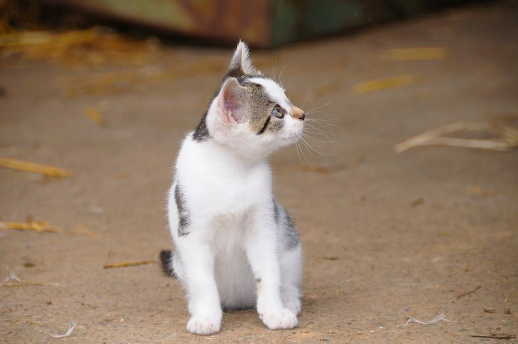 Katze 2a