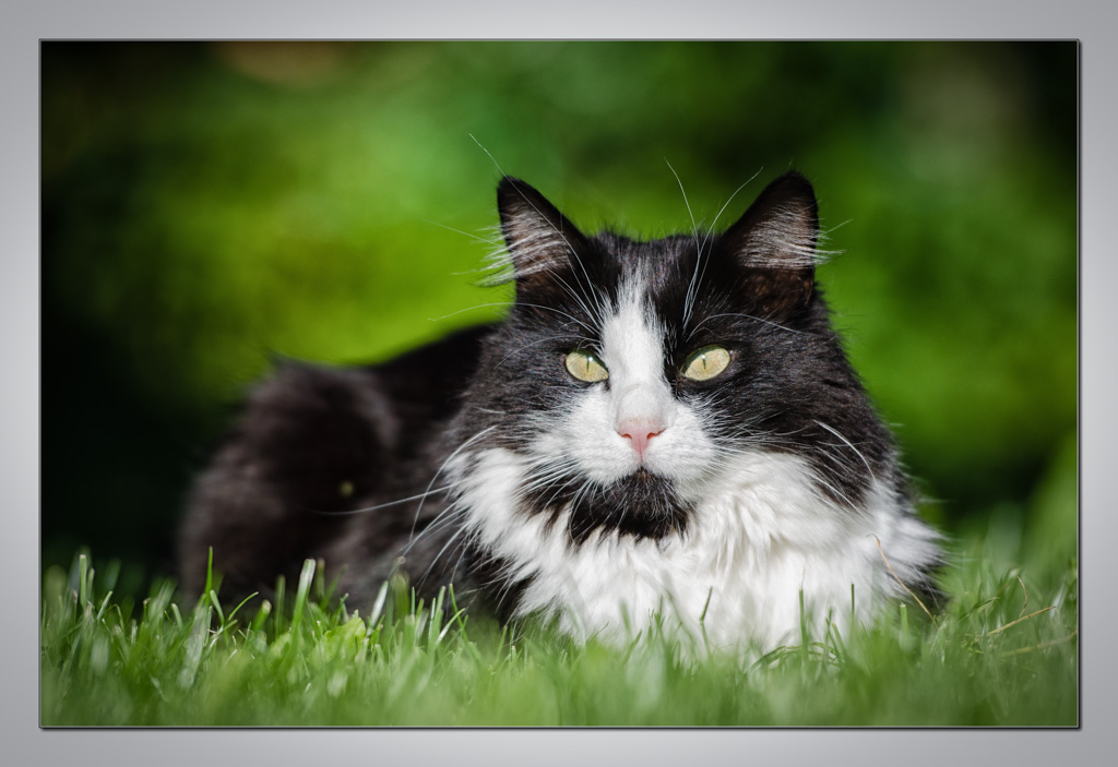 Katze 3