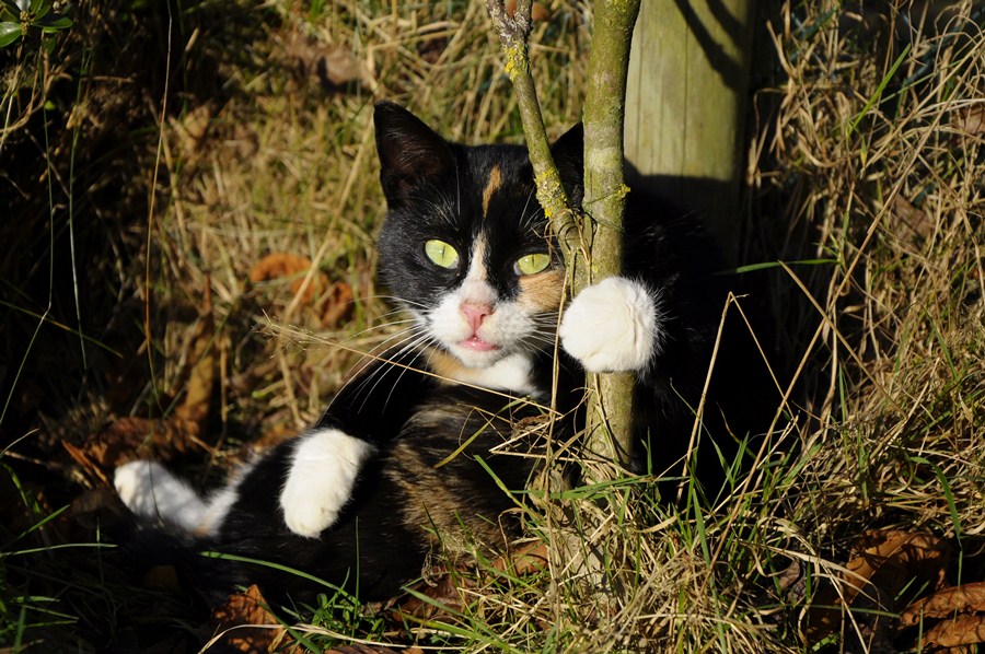 Katze(3)