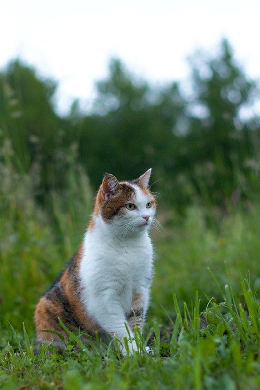 Katze 3
